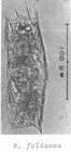 Notholca foliacea