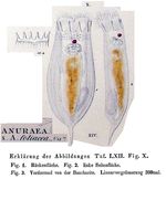 Notholca foliacea - Original description image