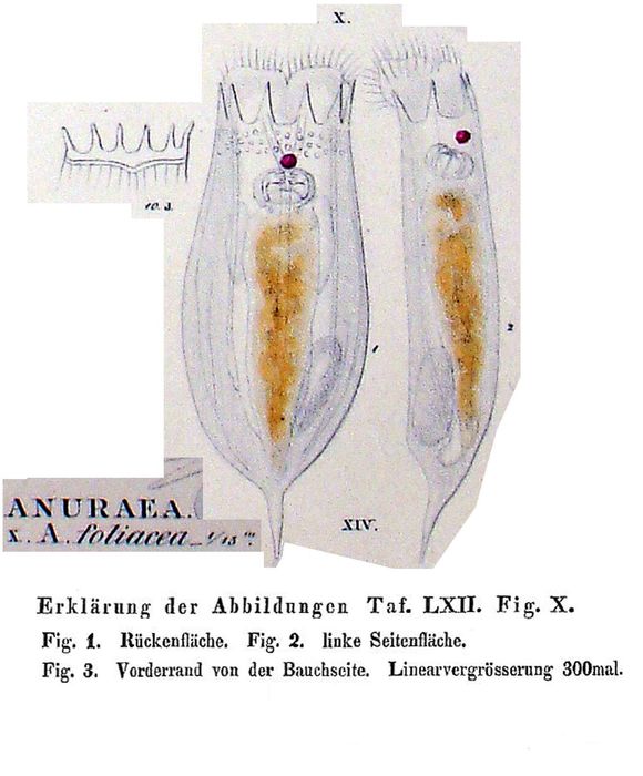 Notholca foliacea - Original description image
