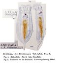 Notholca foliacea