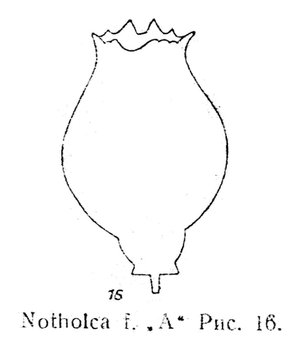Notholca gaigalasi