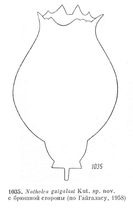 Notholca gaigalasi - Original description image
