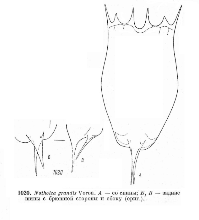 Notholca grandis Notholca grandis