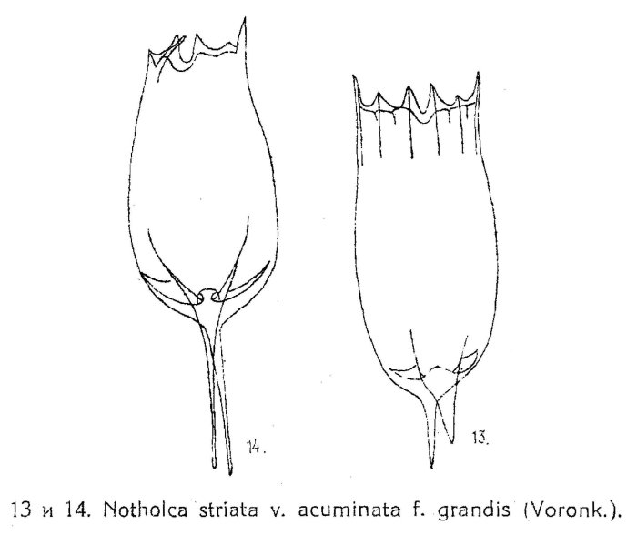 Notholca grandis Notholca grandis