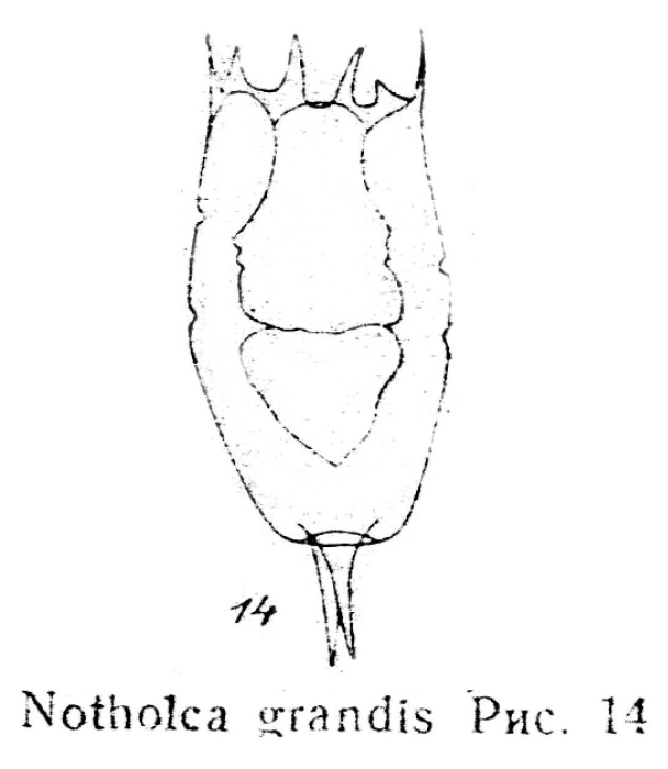 Notholca grandis