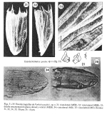 Notholca guidoi - Original description image