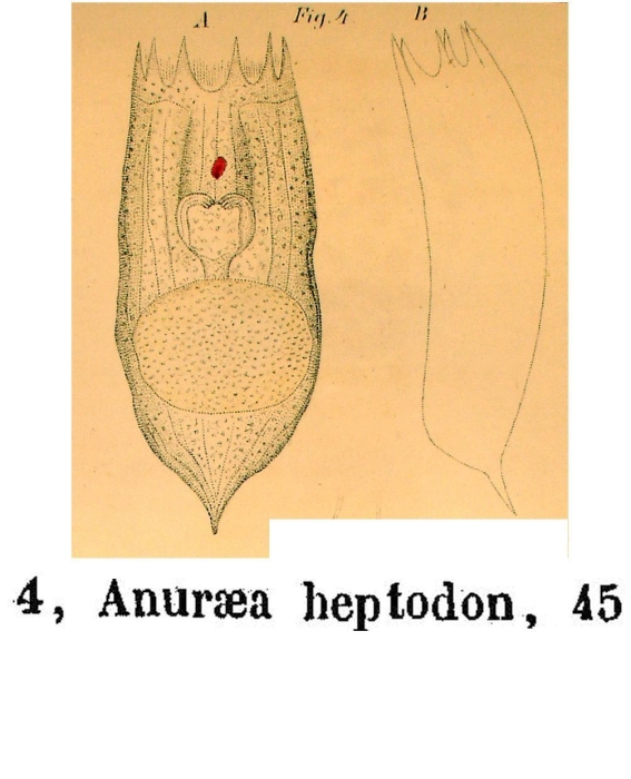 Notholca heptodon Notholca heptodon
