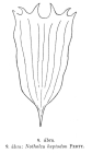 Notholca heptodon
