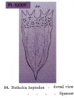 Notholca heptodon