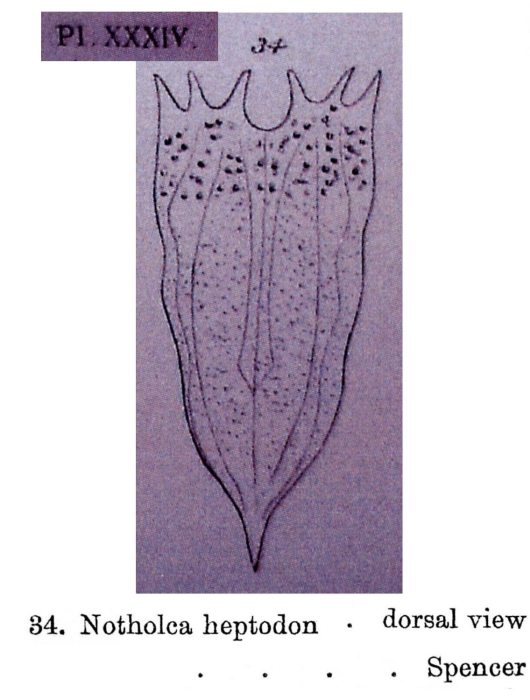 Notholca heptodon Notholca heptodon