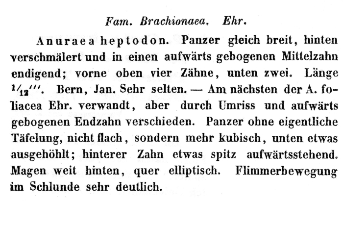 Notholca heptodon - Original description image