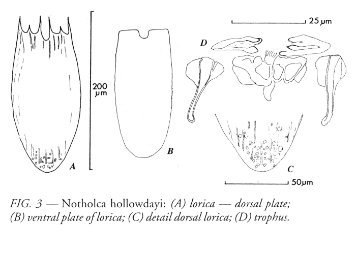 Notholca hollowdayi - Original description image