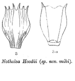 Notholca hoodii - Original description image