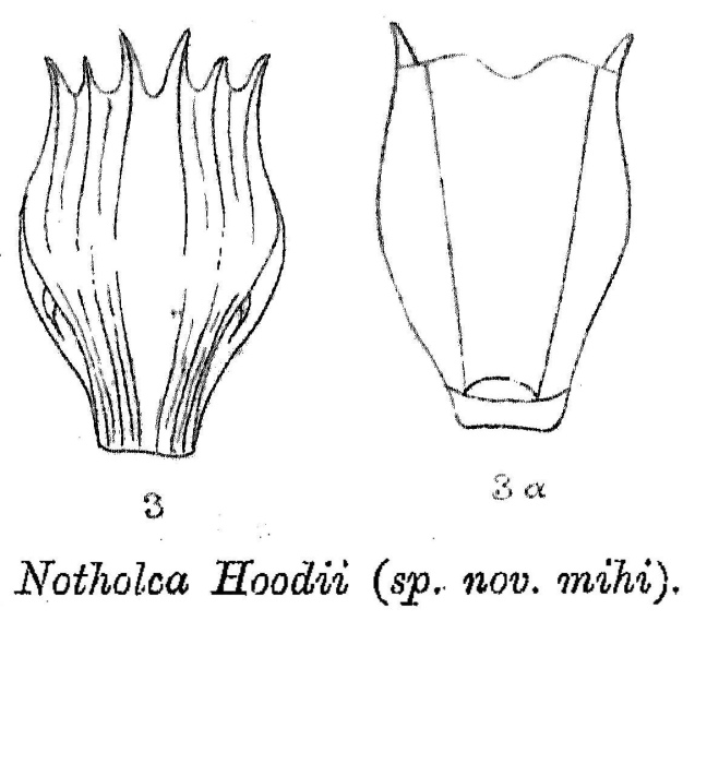 Notholca hoodii - Original description image