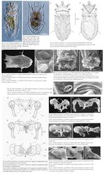 Notholca ikaitophila - Original description image