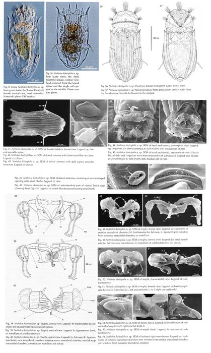 Notholca ikaitophila - Original description image