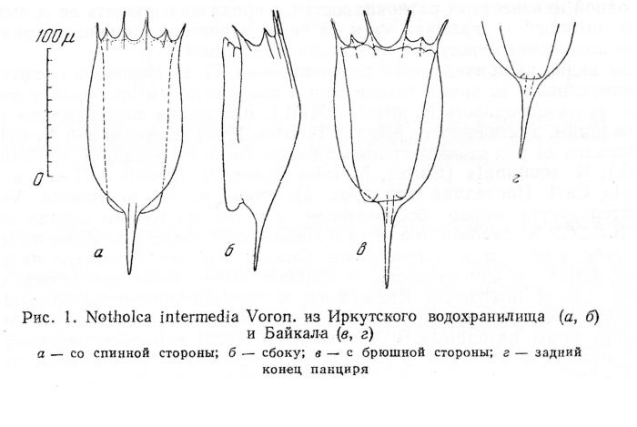 Notholca intermedia