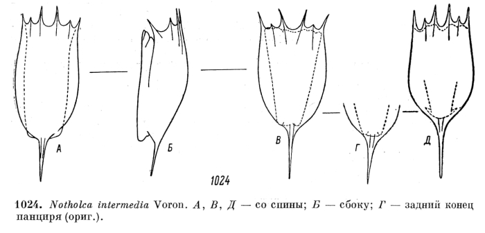 Notholca intermedia
