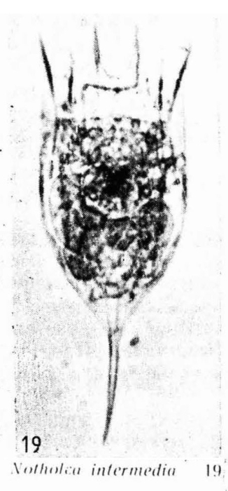 Notholca intermedia Notholca intermedia