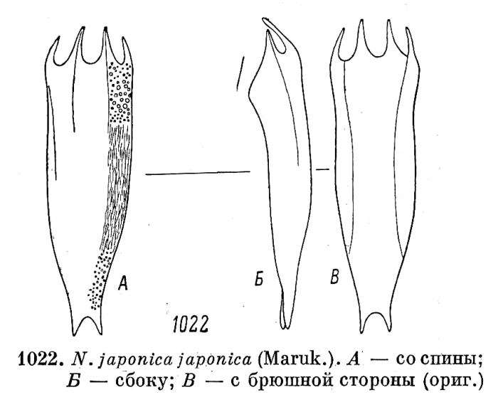 Notholca japonica