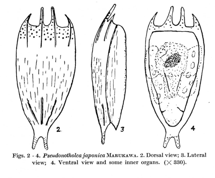 Notholca japonica