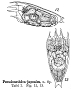 Notholca japonica - Original description image