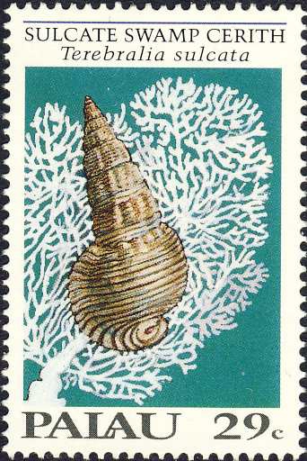 Terebralia sulcata Terebralia sulcata