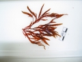 Rhodophyta (red algae)