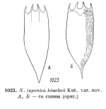 Notholca japonica var. kisselevi - Original description image