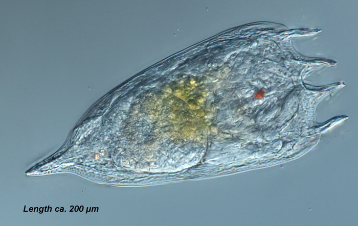 Notholca japonica var. kisselevi Notholca japonica var. kisselevi