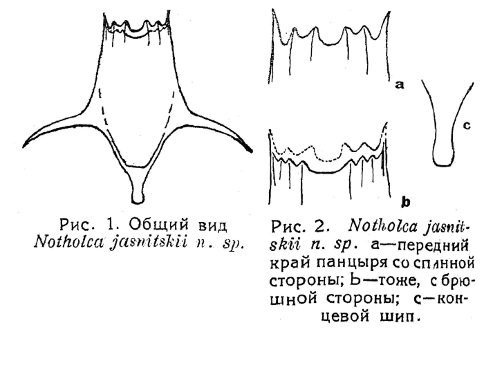 Notholca jasnitskii Notholca jasnitskii