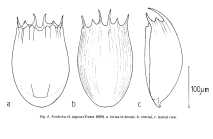 Notholca jugosa
