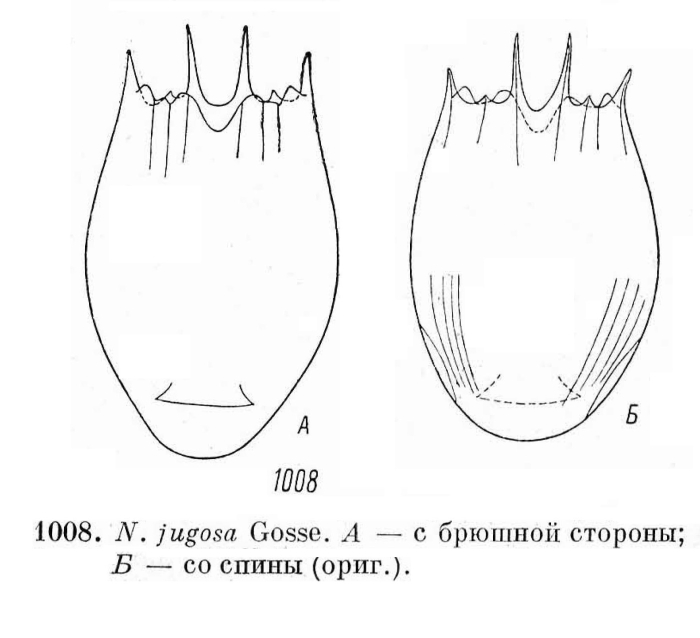 Notholca jugosa Notholca jugosa