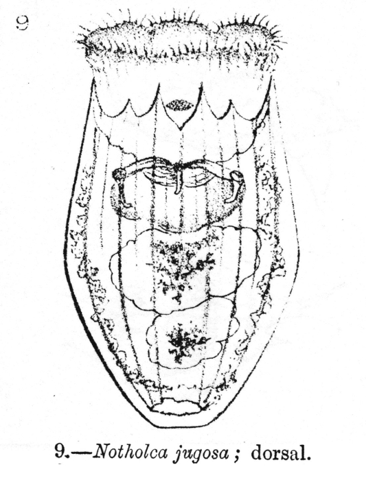Notholca jugosa Notholca jugosa