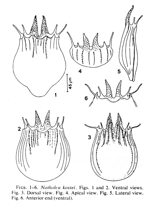Notholca kostei - Original description image