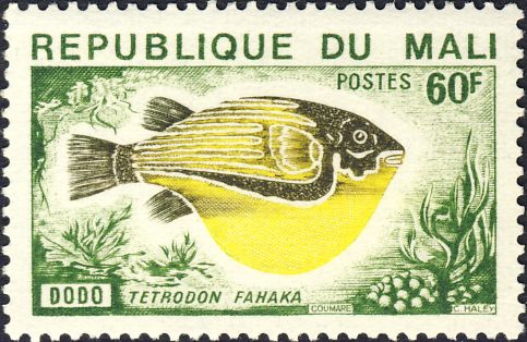 Tetraodon fahaka Tetraodon fahaka
