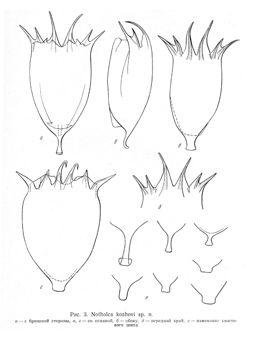 Notholca kozhovi - Original description image