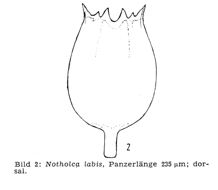Notholca labis