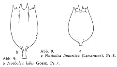 Notholca labis