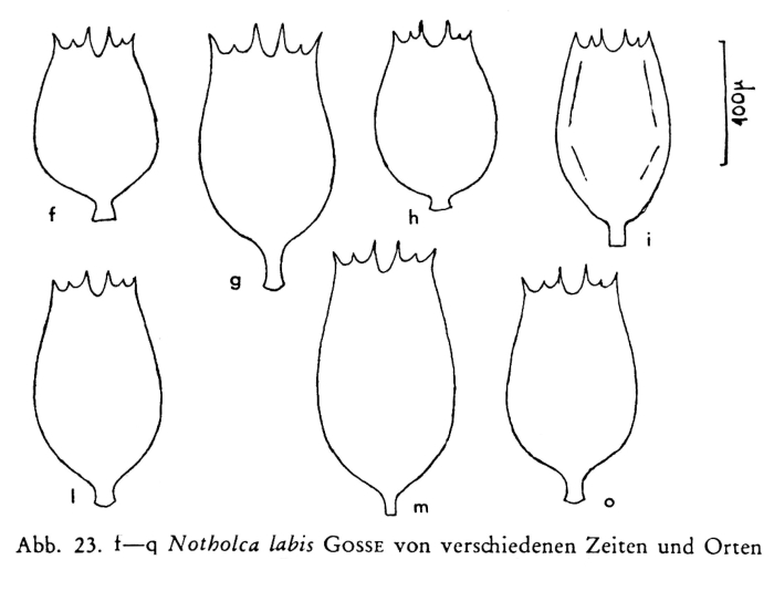 Notholca labis
