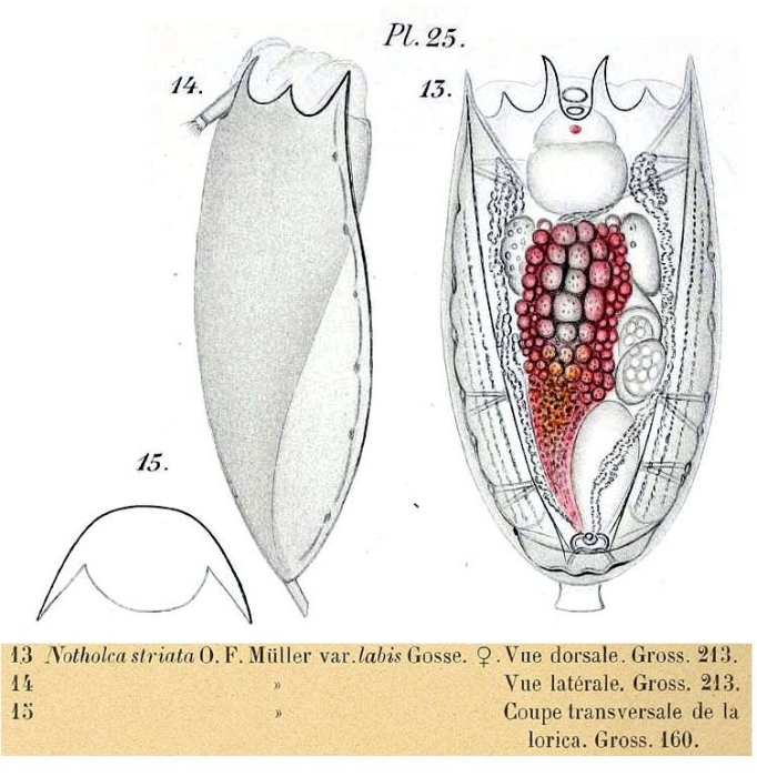 Notholca labis