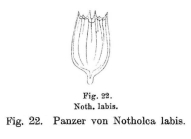 Notholca labis