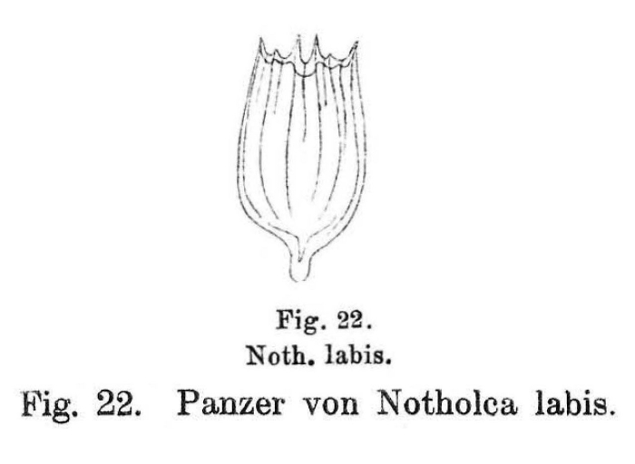 Notholca labis