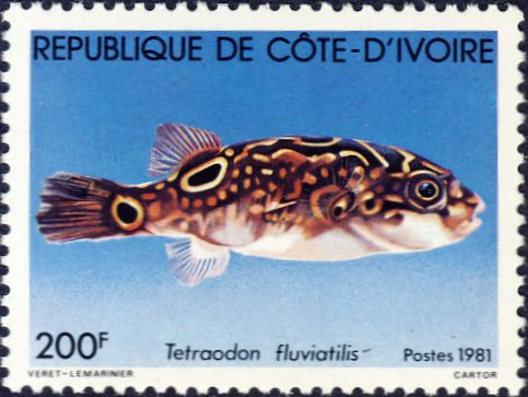 Tetraodon fluviatilis Tetraodon fluviatilis