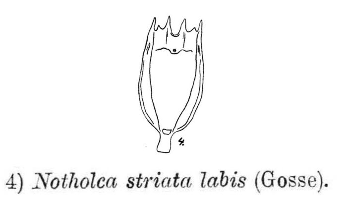 Notholca labis Notholca labis
