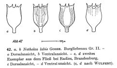 Notholca labis