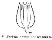 Notholca labis