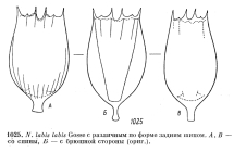 Notholca labis