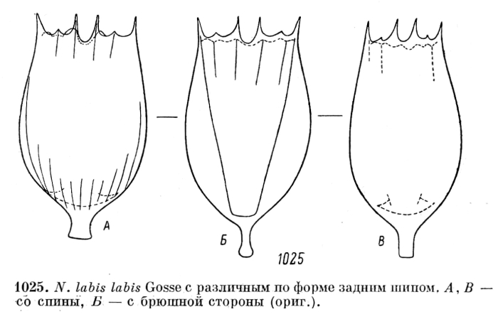 Notholca labis