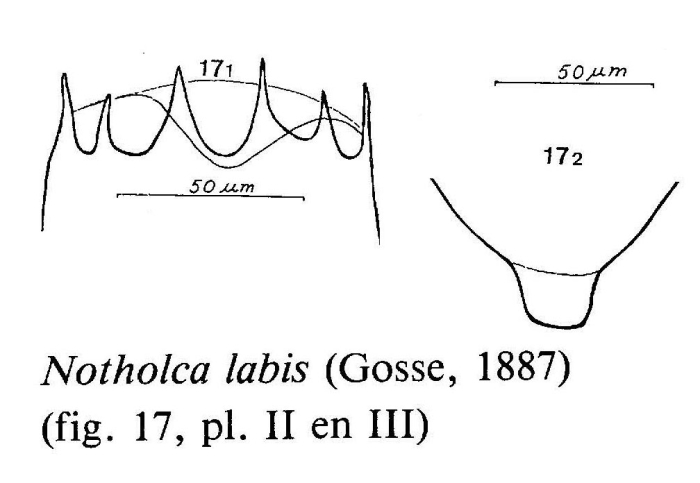 Notholca labis